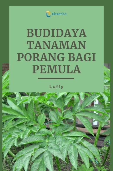 Budidaya Tanaman Porang bagi Pemula